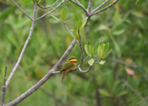 Half-Day Coastal Gambia Birding and Photography Tour with Yanks Manneh