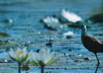 Half-Day Coastal Gambia Birding and Photography Tour with Yanks Manneh