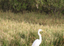 Janjanbureh and Georgetown Multi-Day Birding Safari with Yanks Manneh