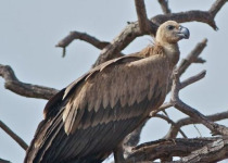 Full-Day Southern Gambia Birding and Photography Tour with Yanks Manneh