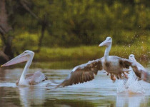 Janjanbureh and Georgetown Multi-Day Birding Safari with Yanks Manneh