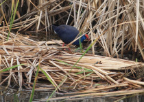 Birds, Birds, Birds! Birding Week Tour