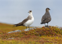 Parasitic Jaeger