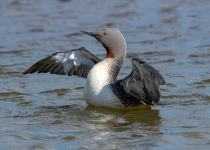 Red-throated Loon