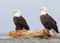 Bald Eagles