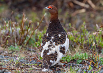 Wild Willow Ptarmigan