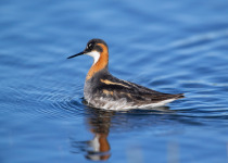 Female Red-necked Phalarope (Phalaropus lobatus) in a pond near Nome, Alaska. This bird breeds in arctic north America and Eurasia and winters far to the south mainly in open tropical oceans. The females of all three species of phalaropes are more colorfu