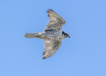 Gyrfalcon (Falco rusticolus) in flight near its nest outside of Nome, Alaska. The gyrfalcon is the largest of the falcons and is found throughout the Arctic regions. Color varies from dark gray and brown to nearly white in some locations. Principle prey a