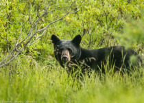 Black bear