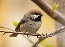 Boreal Chickadee