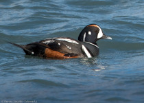 Harlequin Duck