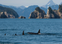 Orcas in Kenai Fjords