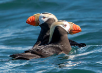 Tufted Puffin
