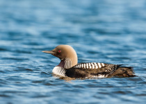 A Pacific Loon (Gavia pacifica) in breeding plumage on a small tundra lake near Cambridge Bay, Nunavut, Canada. This bird, one of the world’s five loon species, breeds along lakes and ponds in northern Siberia, Alaska, and Canada, and winters widely along