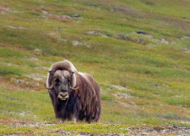 Muskox