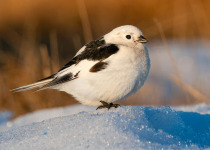 Snow Bunting