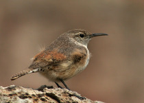 Rock Wren