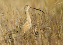 Long-billed Curlew