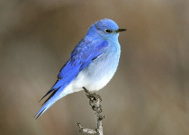 Mountain Bluebird