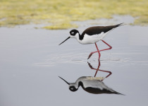 Black-necked Stilt