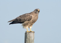 Swainson's Hawk