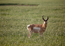 Pronghorn