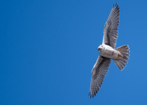 Prairie Falcon