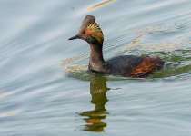 Eared Grebe