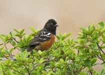 Spotted Towhee