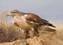 Natural plains habitat showcases this stunning female ferruginous hawk perched and ready for action.