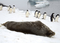 Resting Weddell Seal with Adelie Penguins, Antarctica
