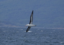Black-browed Albatross
