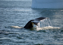 Humpback whale tail in Antarctica