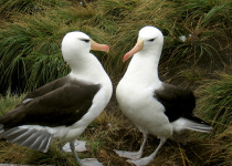 Black-browed Albatross