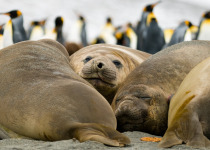 Elephant seals with King Penguins in background