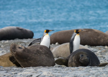 King Penguins and Elephant Seals