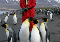 Person standing with King Penguins