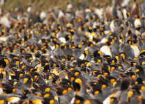 Person standing with King Penguins