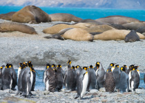 King Penguins and Elephant Seals