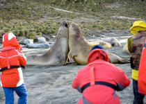 Elephant seal males