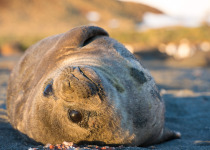 Elephant seal pup