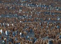 King Penguins St. Andrews Bay