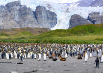 King Penguins South Georgia