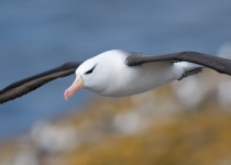 A Black-browed Albatross in flight - Falklands.