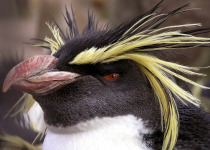 Rockhopper Penguin head