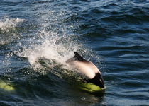 Commerson’s dolphins