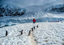 Gentoo Penguins in Antarctica