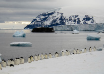 Adelie Penguins