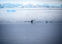 Humpback whales in Antarctica