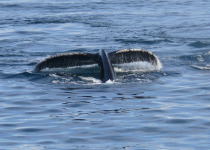 Humpback whales in Antarctica